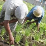 MinAgricultura Colombia habilita más de $45.000 millones para proyectos de inversión desarrollados por el campesinado